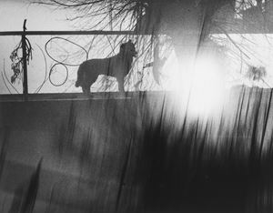 Giacomelli Mario - Untitled