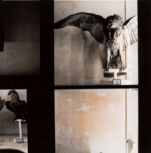 Animali negli specchi, Reggio Emilia, Civici Musei