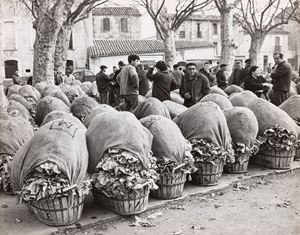 Marchè de laitues à Ille sur Tet