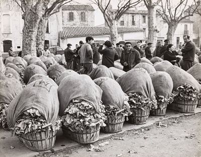 Marchè de laitues à Ille sur Tet, stampa vintage alla gelatina ai sali d’argento