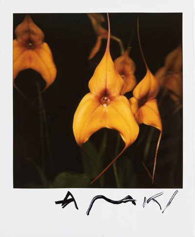 Opera senza titolo, Polaroid 10,8 x 8,8 cm, anni 1990/2000