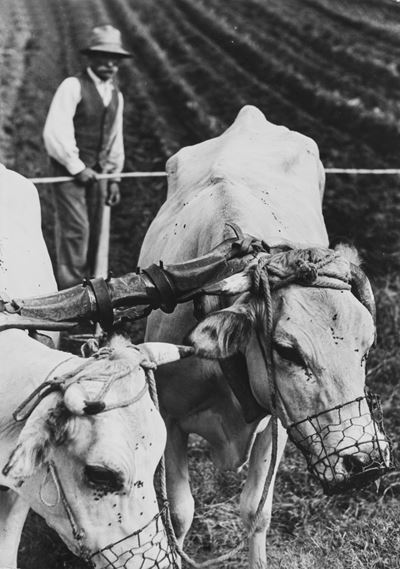 Buoi al lavoro - Stampa alla gelatina ai sali d'argento, 1939
