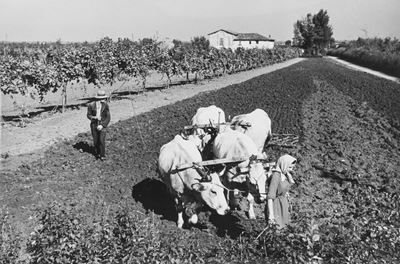 Campagna - Stampa vintage alla gelatina ai sali d'argento