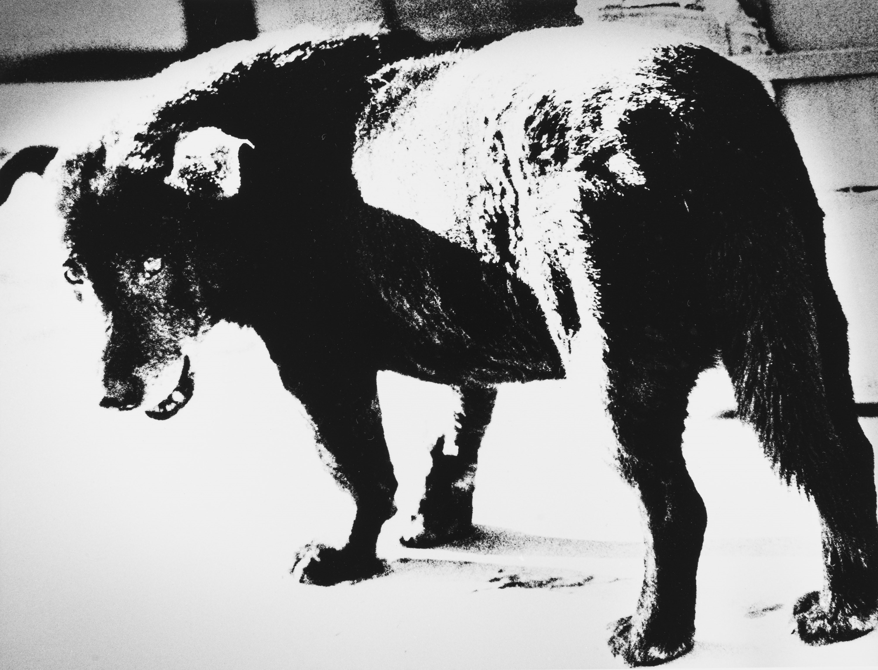 Daido Moriyama - Stray Dog. Misawa 1971 | Photographs | Finarte