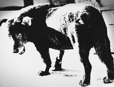 Stray Dog. Misawa, Stampa successiva alla gelatina ai sali d'argento, 1971