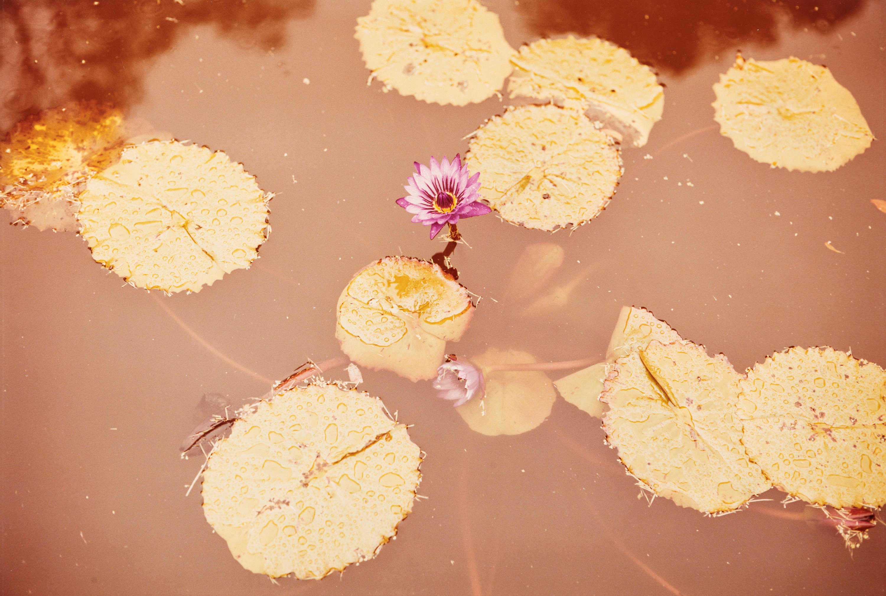 William Eggleston - Floral and tree studies from «Along the 30th ...