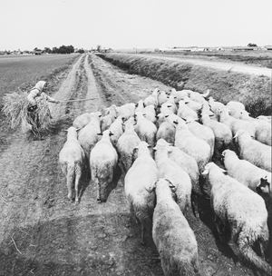 Sutkus Antanas - From the series 