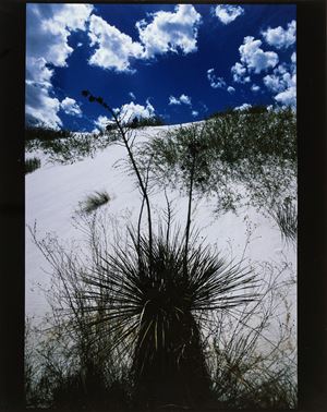 Clergue Lucien - Yuccas, White Sands