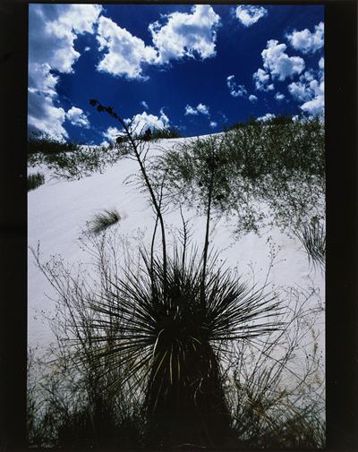 Yuccas, White Sands, Stampa cibachrome vintage del 1990