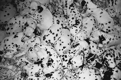 Senza Titolo (dalmata)