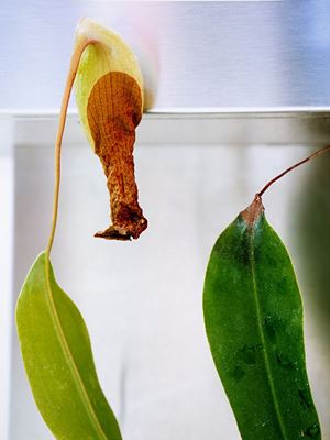 Napenthes Alata