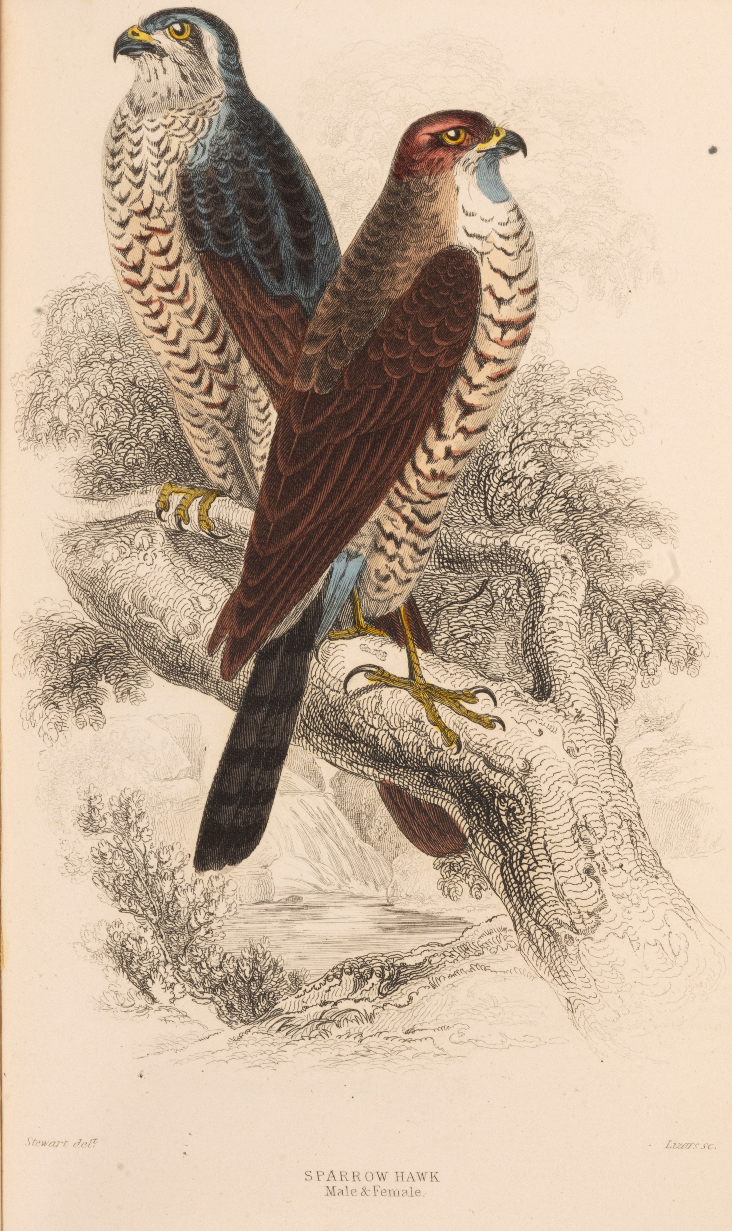 William Jardine - The Naturalist's Library, 1866