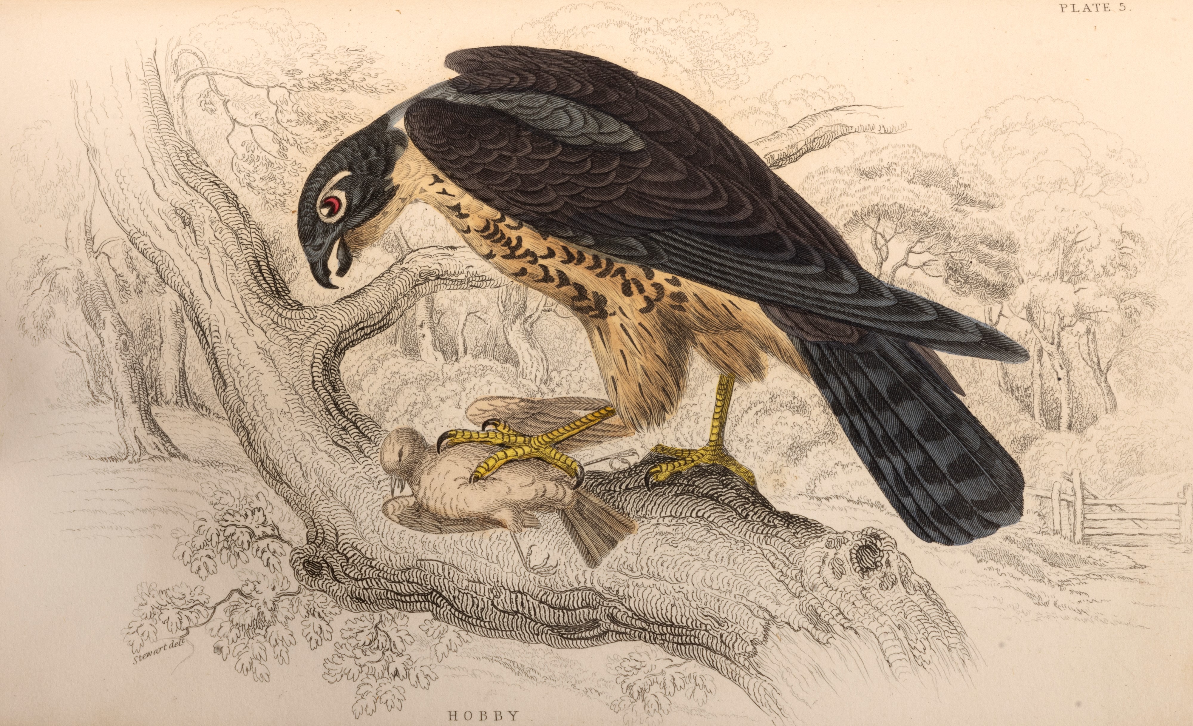 William Jardine - The Naturalist's Library, 1866