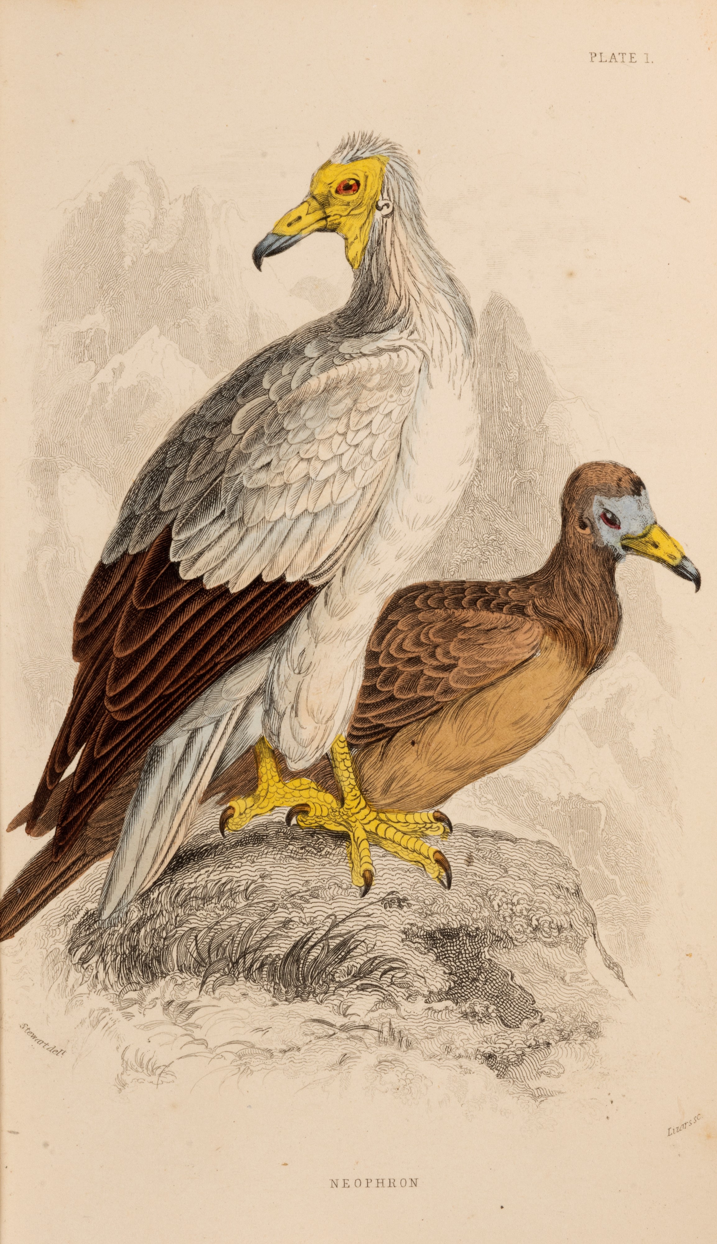William Jardine - The Naturalist's Library, 1866