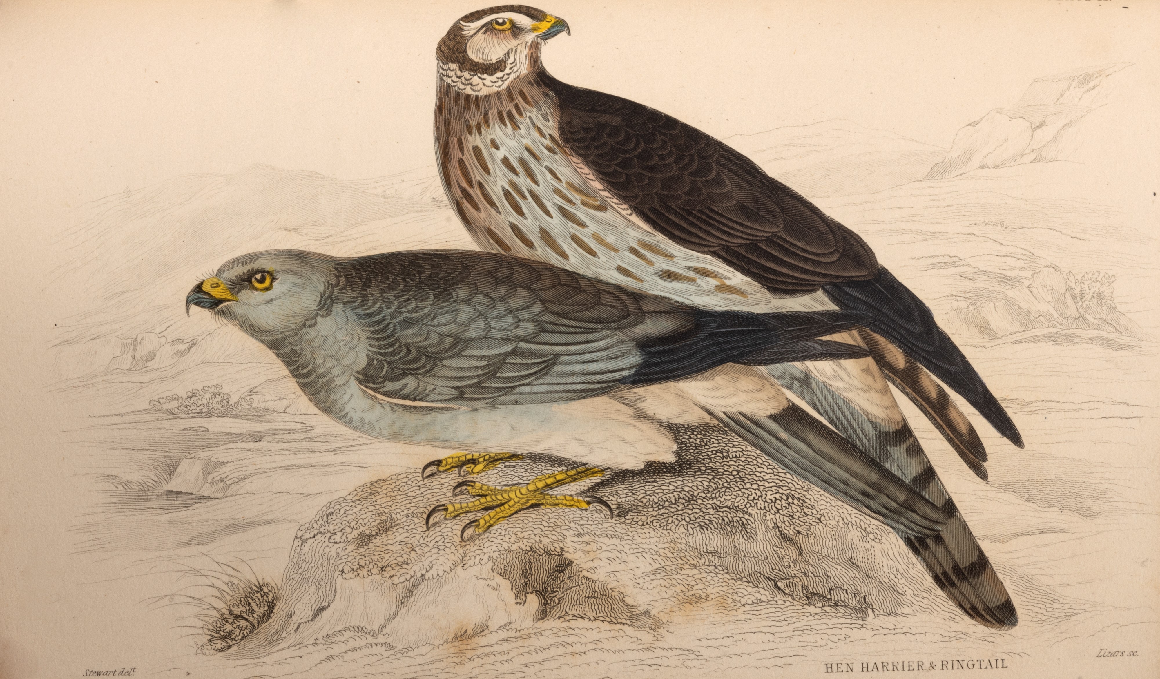 William Jardine - The Naturalist's Library, 1866
