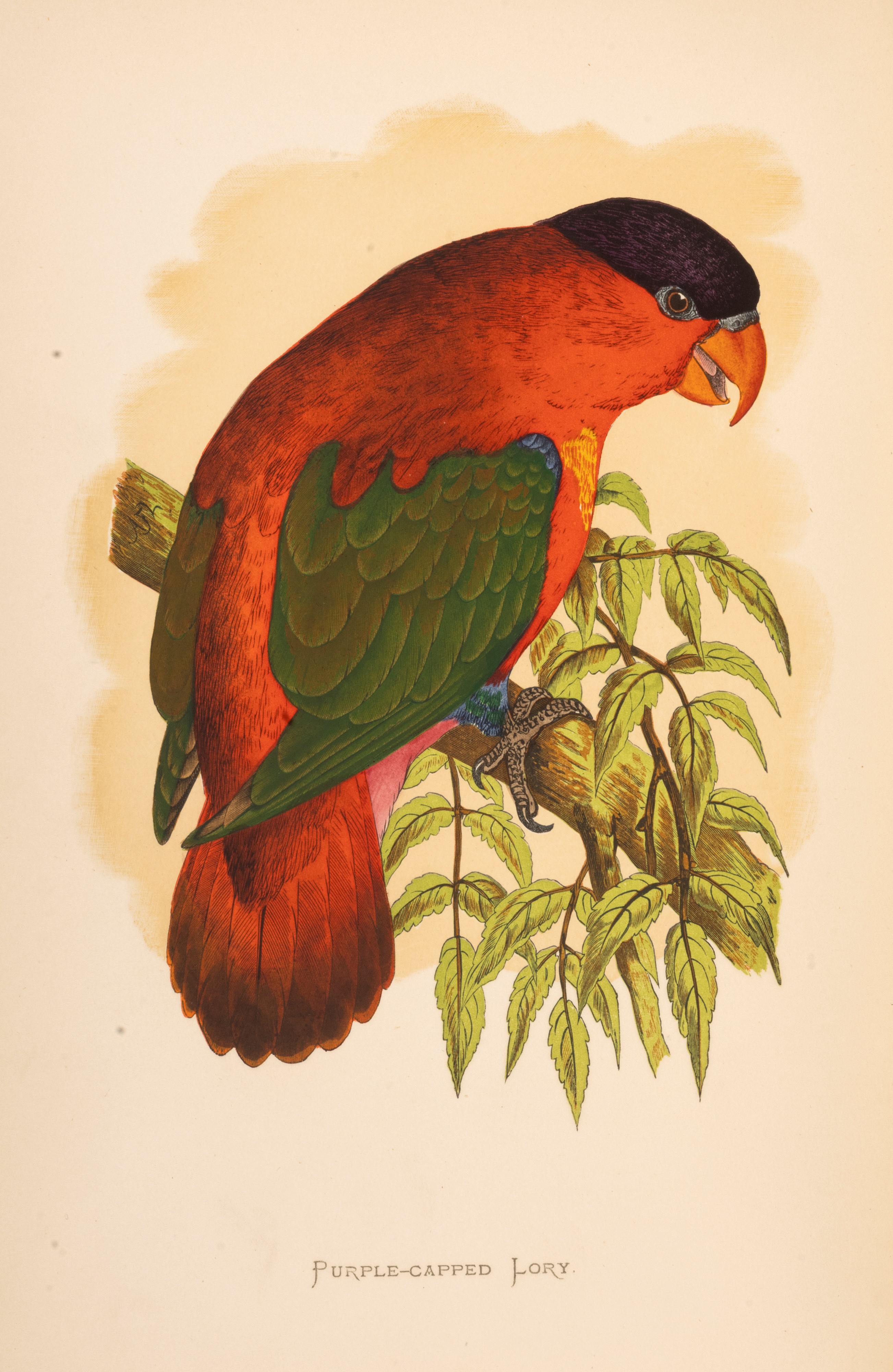 W.t. Greene - Parrots in captivity, 1884