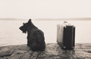 Albrecht Kristoffer - Dog with suitcase