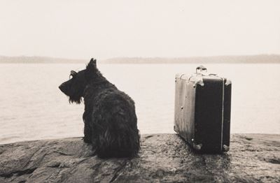 Dog with suitcase, stampa vintage alla gelatina ai sali d'argento