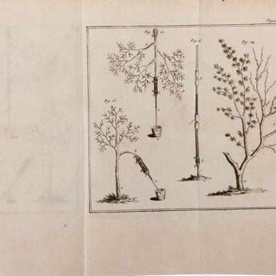 La Physique des Arbres; Anatomie delle Piante e Economia Vegetale, Edizione originale del 1758