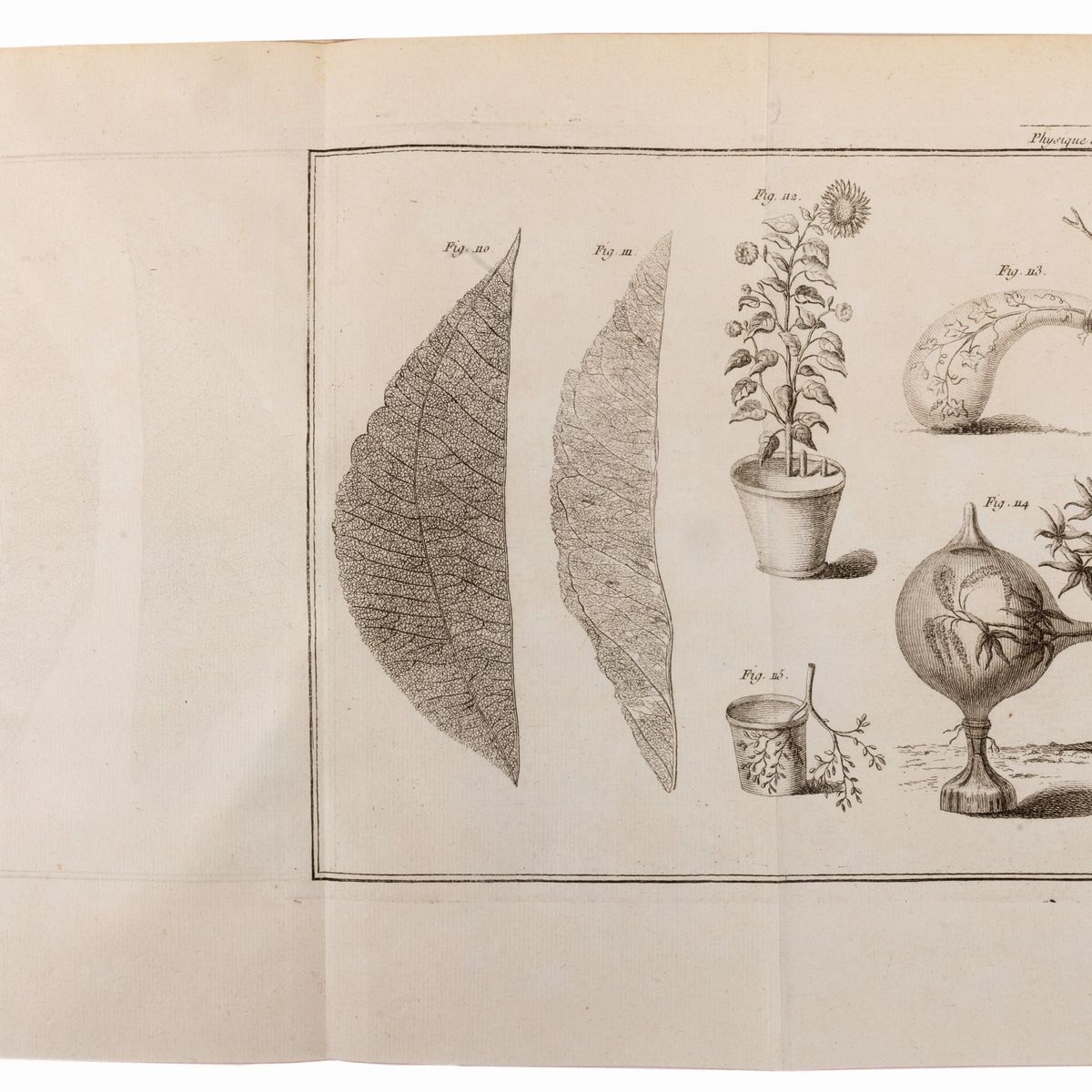 Henri Louis Duhamel Du Monceau - La Physique des Arbres; Anatomie delle Piante e Economia Vegetal...