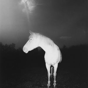 White Horse in Fog