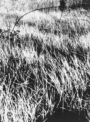 Giacomelli Mario - Presa di coscienza sulla natura