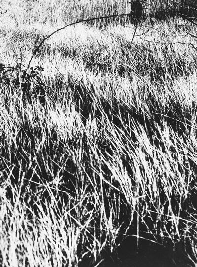 Presa di coscienza sulla natura, stampa vintage alla gelatina ai sali d'argento