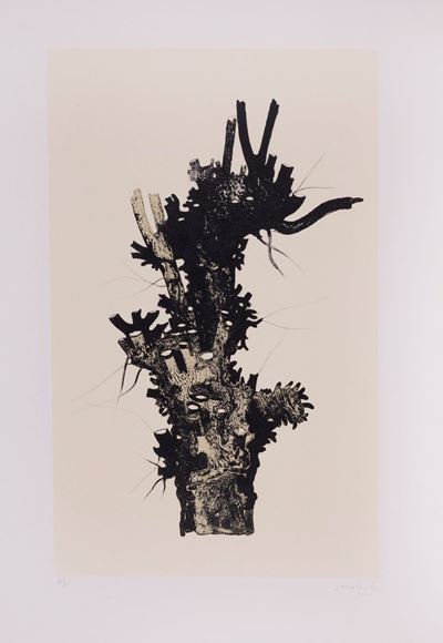 Tronco D'albero