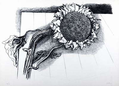 Girasole