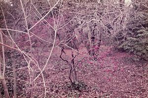 Clazing Fields Arboretum, New York