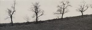 Untitled (Trees)