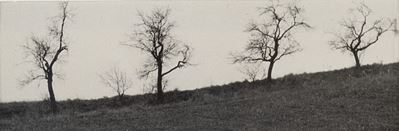 Senza Titolo (alberi)