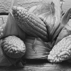 Corn