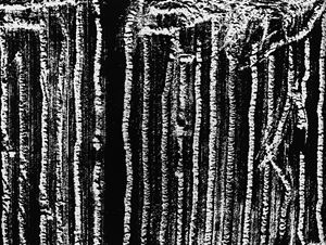 Presa di coscienza sulla natura