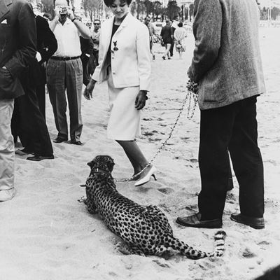 Claudia Cardinale, Cannes Film Festival