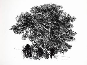 Albero