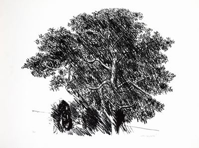 Albero