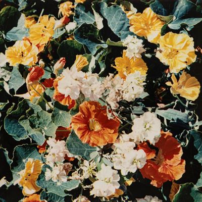 Tavolozza di fiori, stampa Kodak dye transfer vintage