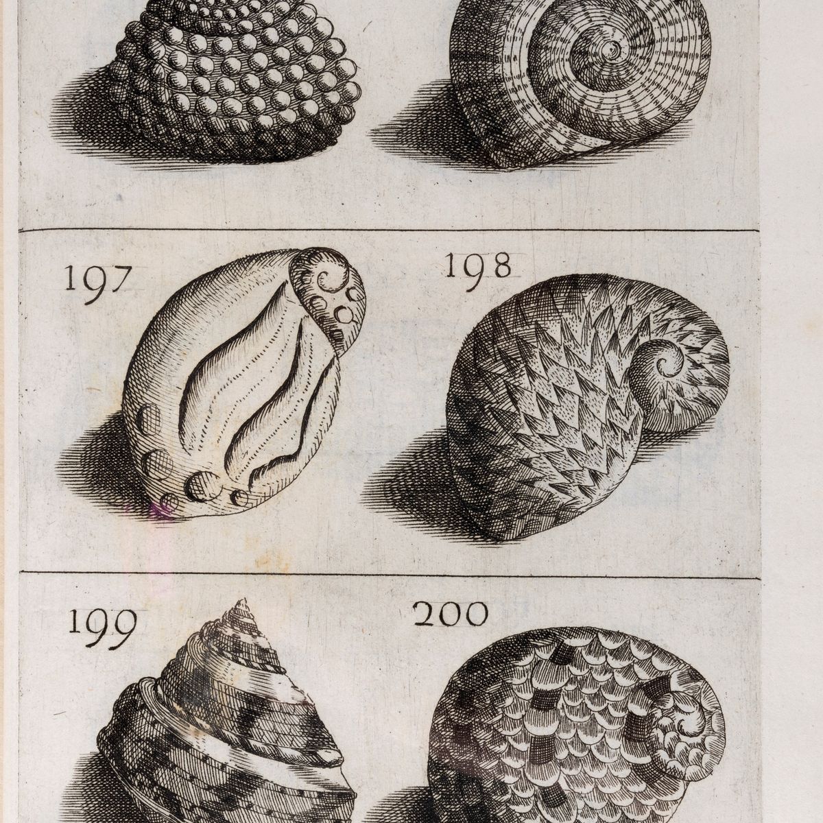 Filippo Bonanni - Ricreazione dell'occhio e della mente nell'osservationi delle Chiocciole, 1681