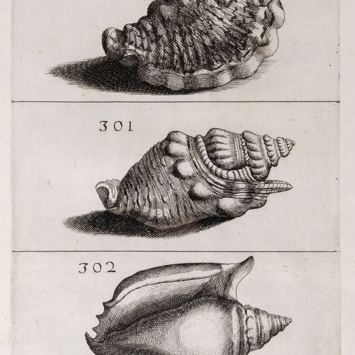 Filippo Bonanni - Ricreazione dell'occhio e della mente nell'osservationi delle Chiocciole, 1681