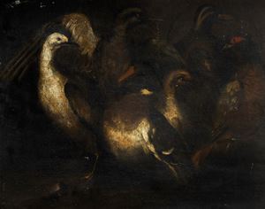 Birds