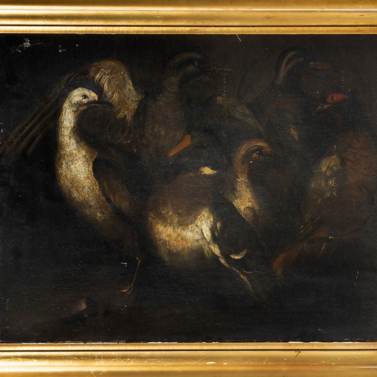 Cerchia di Angelo Maria Crivelli, Detto il Crivellone (1660 – 1730) - Volatili