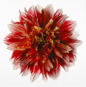 Dahlia