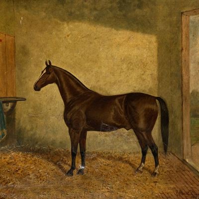 Cavallo Baio in una Stalla