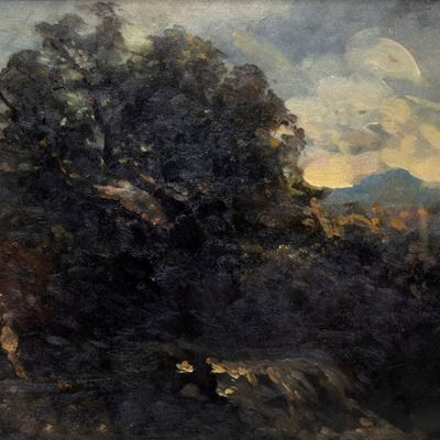 Alberi nel Bosco