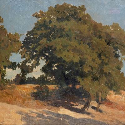 Albero nel Sole