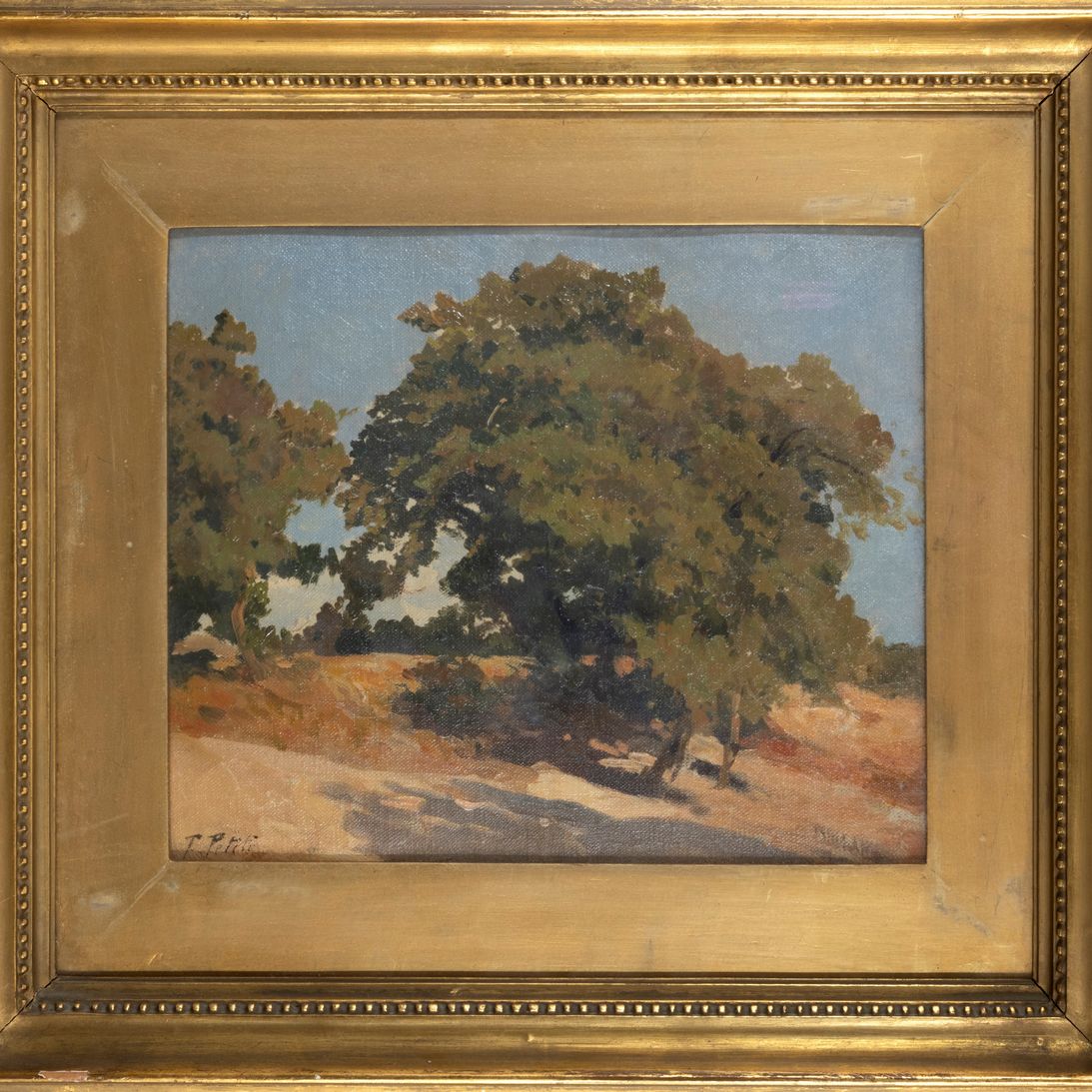 Filiberto Petiti - Albero nel Sole