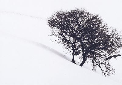 Albero solitario, stampa a getto d'inchiostro