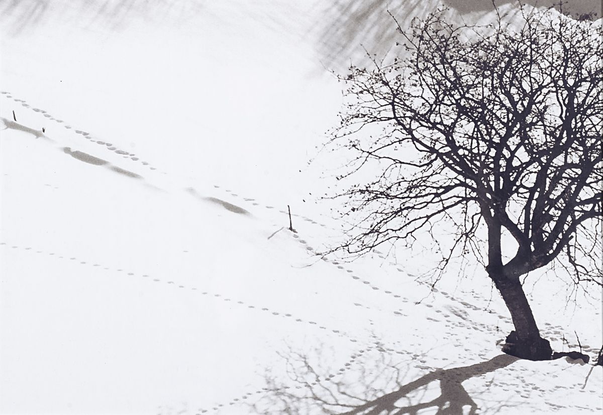 Abbas Gharib - Albero solitario, stampa a getto d'inchiostro