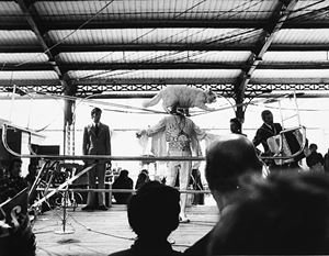 Gatto equilibrista, Paris